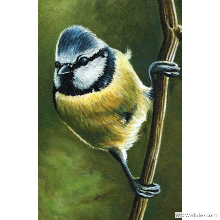 Jacli-Bluetit-002